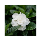 2 Gardenia Jasminoides (Jasmin Du Cap) Plantes A Fleurs Perfect Plant