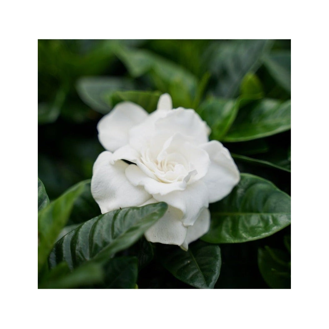 2 Gardenia Jasminoides (Jasmin Du Cap) Plantes A Fleurs Perfect Plant