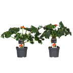 2 Jatropha Podagrica (Plante Du Ventre De Bouddha) Plantes A Fleurs Perfect Plant