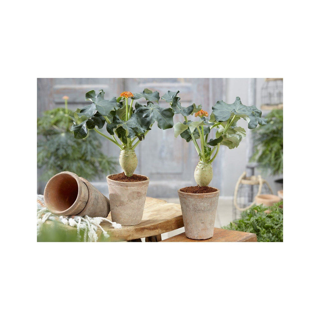 2 Jatropha Podagrica (Plante Du Ventre De Bouddha) Plantes A Fleurs Perfect Plant