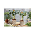2 Jatropha Podagrica (Plante Du Ventre De Bouddha) Plantes A Fleurs Perfect Plant