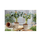 2 Jatropha Podagrica (Plante Du Ventre De Bouddha) Plantes A Fleurs Perfect Plant
