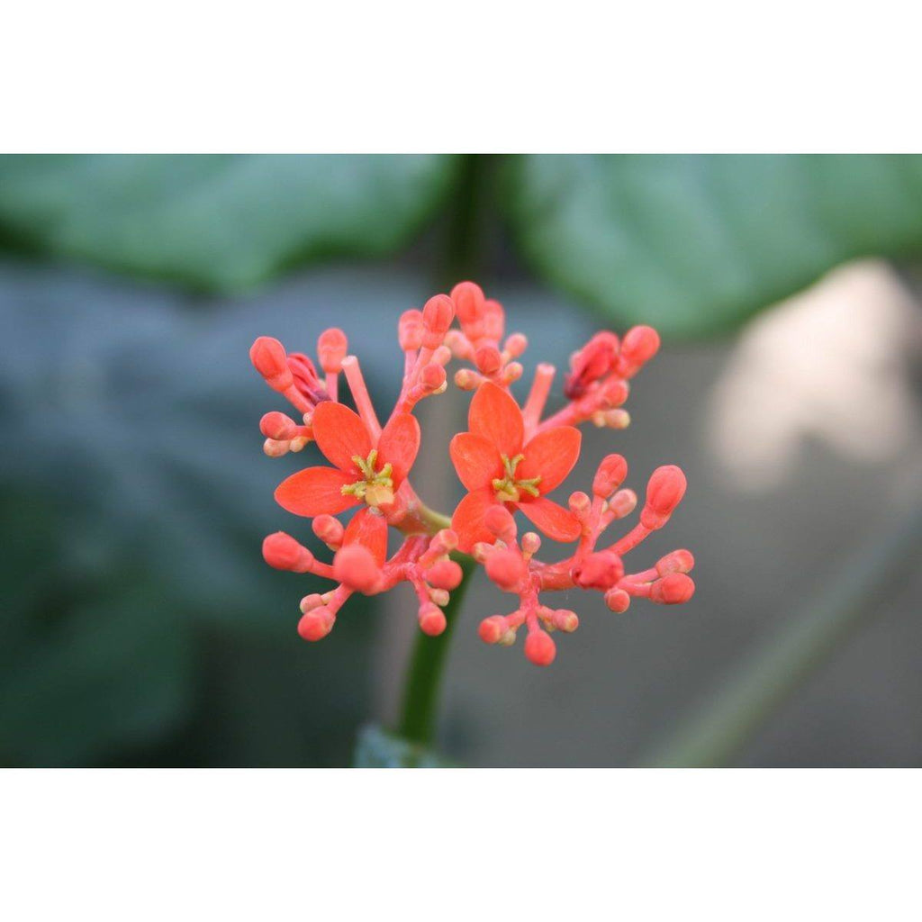 2 Jatropha Podagrica (Plante Du Ventre De Bouddha) Plantes A Fleurs Perfect Plant