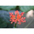 2 Jatropha Podagrica (Plante Du Ventre De Bouddha) Plantes A Fleurs Perfect Plant