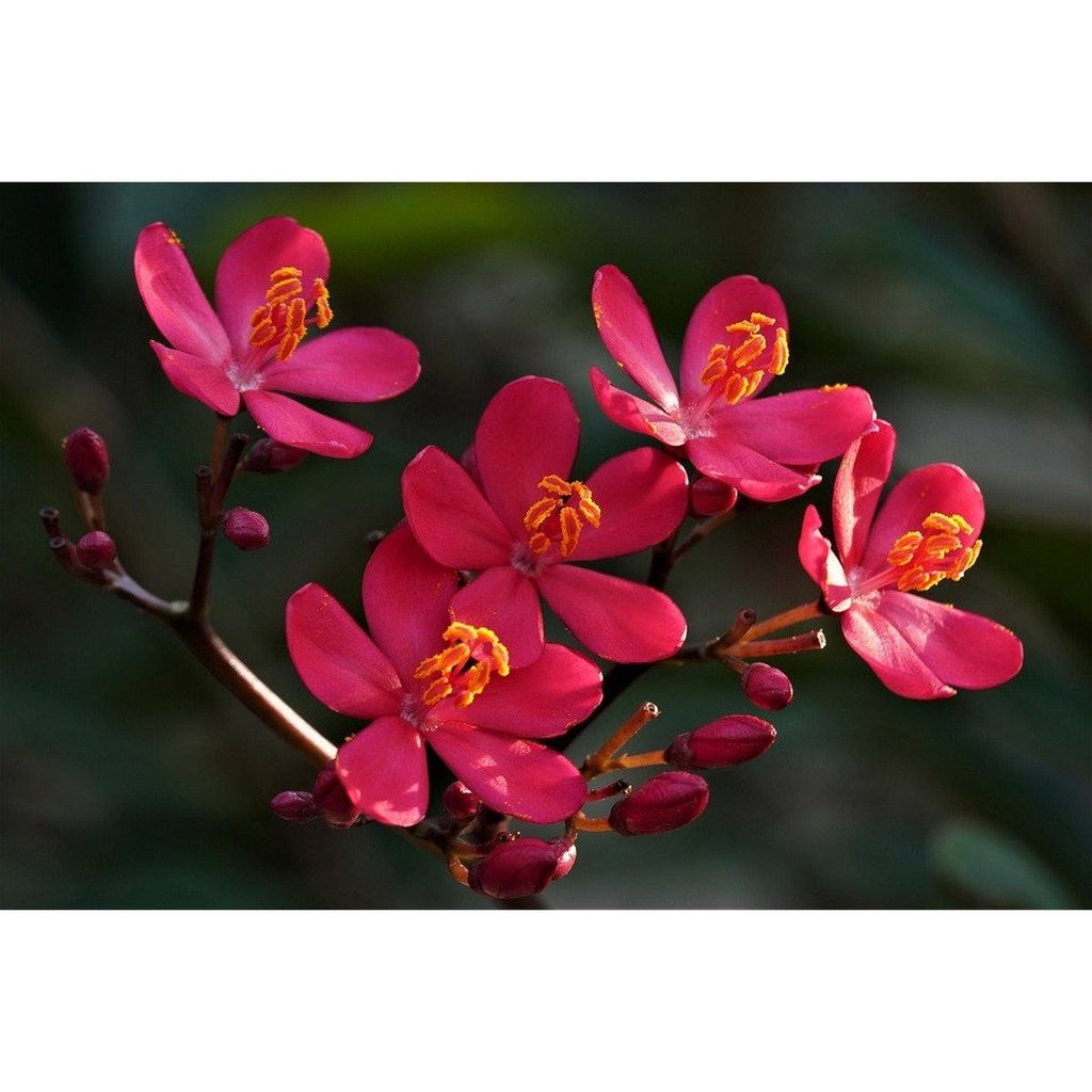 2 Jatropha Podagrica (Plante Du Ventre De Bouddha) Plantes A Fleurs Perfect Plant