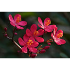 2 Jatropha Podagrica (Plante Du Ventre De Bouddha) Plantes A Fleurs Perfect Plant