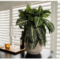 2 Plantes Aphelandra Zebra Plantes Vertes Perfect Plant