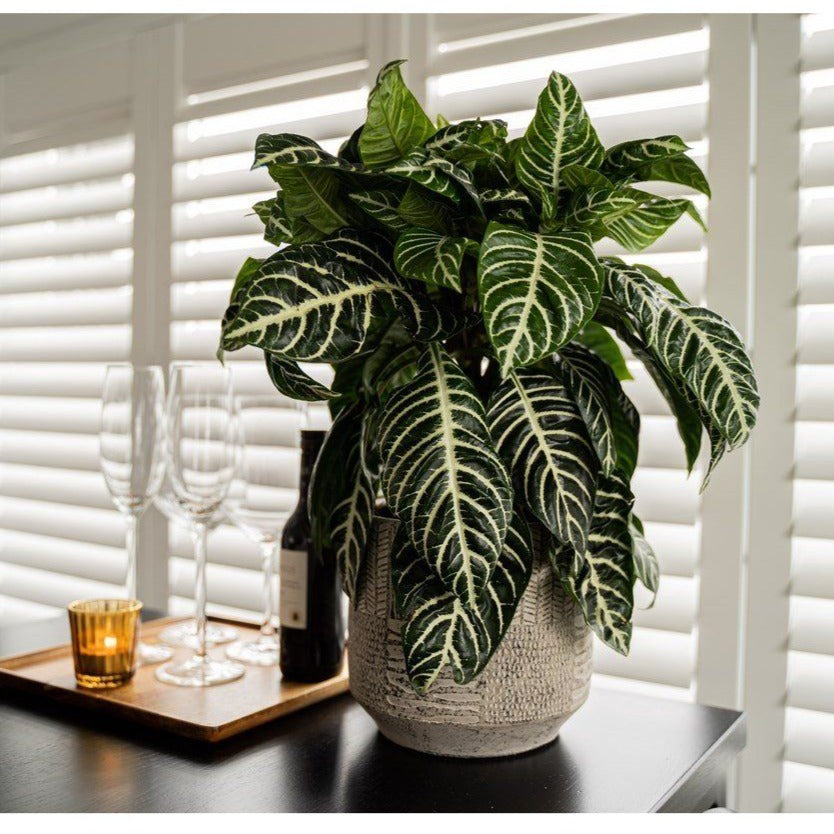 2 Plantes Aphelandra Zebra Plantes Vertes Perfect Plant