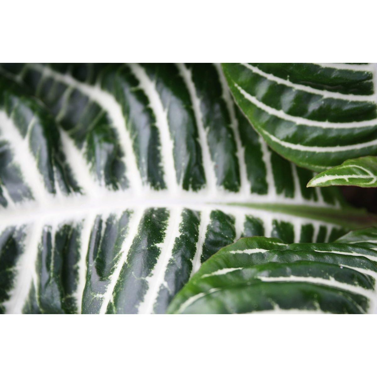 2 Plantes Aphelandra Zebra Plantes Vertes Perfect Plant