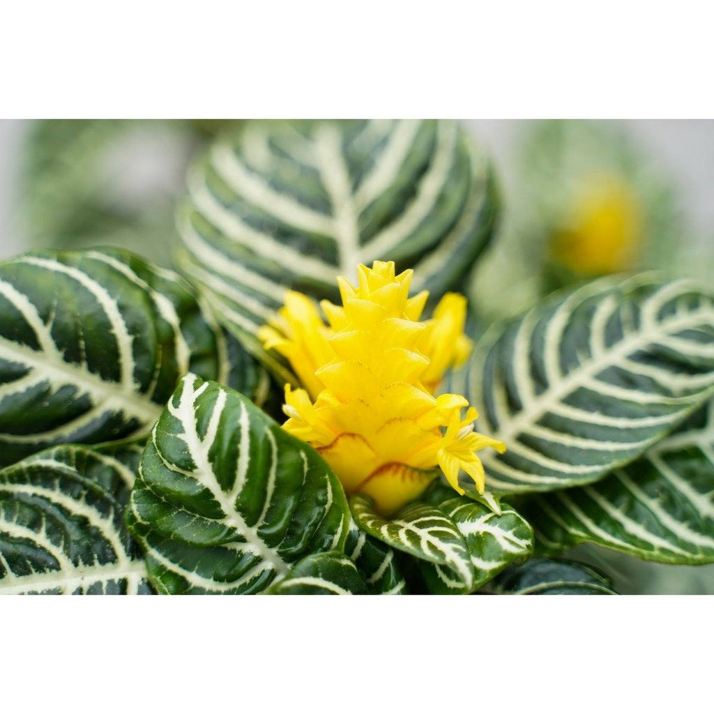 2 Plantes Aphelandra Zebra Plantes Vertes Perfect Plant