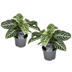 2 Plantes Aphelandra Zebra Plantes Vertes Perfect Plant