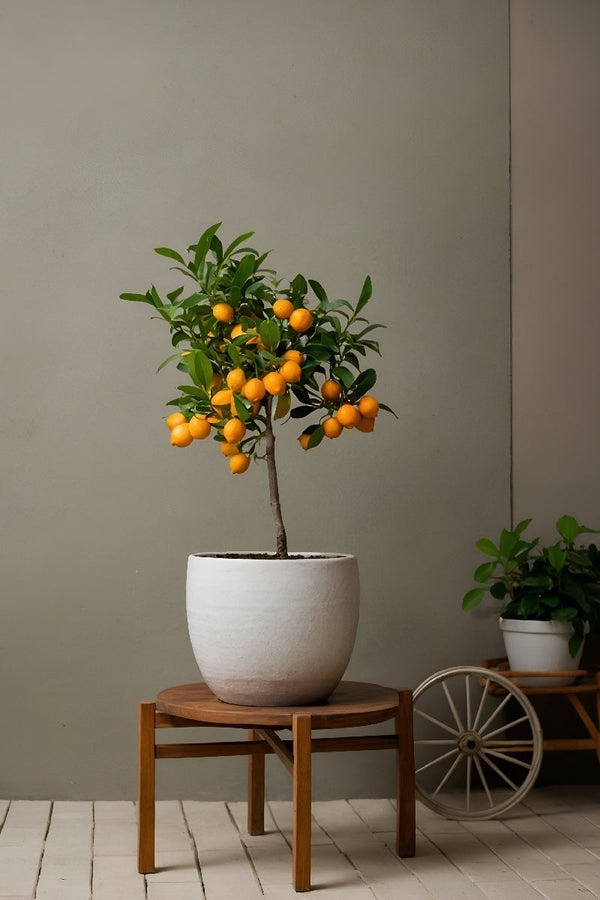 Oranger Miniature ‘Citrus Calamondin’ Sur Tige – Plante D’Extérieur
