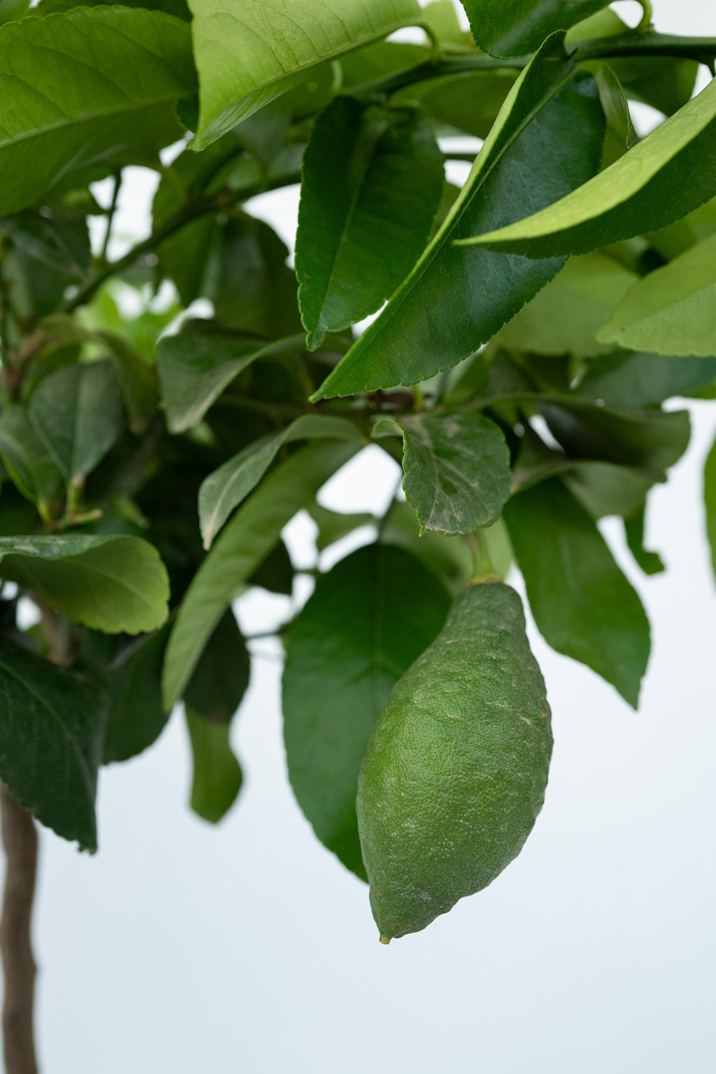 Citronnier ‘Citrus Limon’ Sur Tige – Plante D’Extérieur