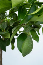 Citronnier ‘Citrus Limon’ Sur Tige – Plante D’Extérieur