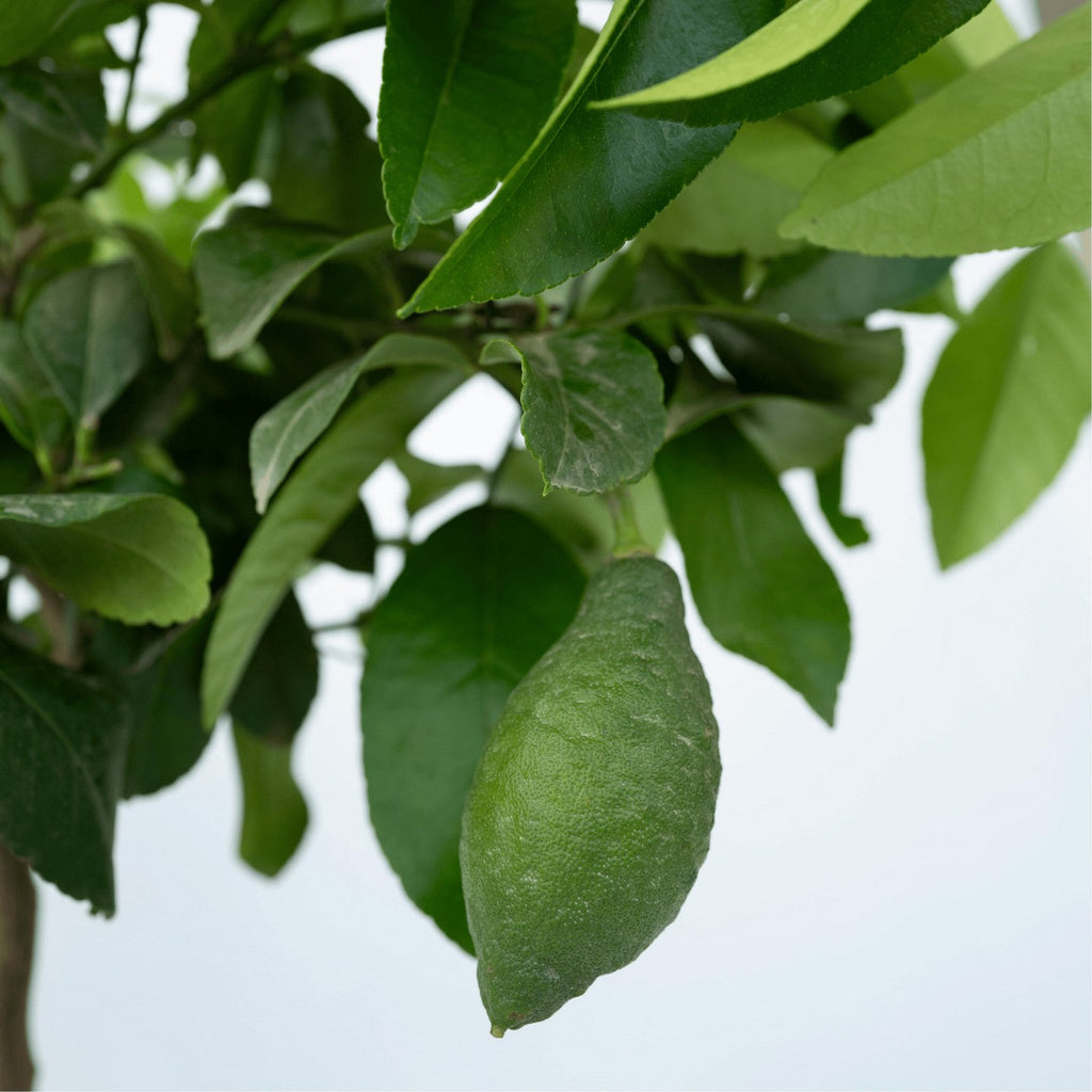 Citronnier - Citrus Limon – Plante D'Extérieur