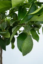Citronnier 'Citrus Limon' Sur Tige - Plantes D'Intérieur Et D'Extérieur