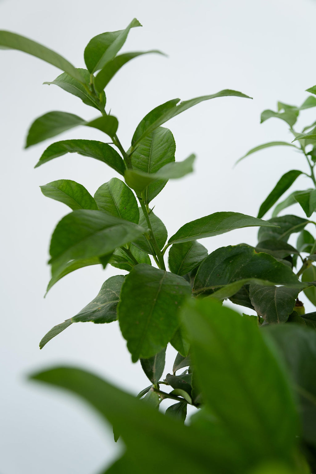 Citronnier 'Citrus Limon' Sur Tige - Plantes D'Intérieur Et D'Extérieur