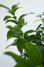 Citronnier 'Citrus Limon' Sur Tige - Plantes D'Intérieur Et D'Extérieur