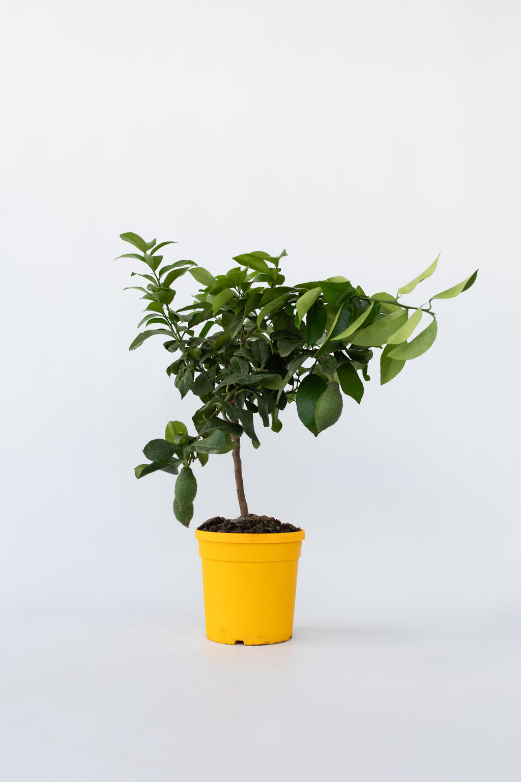 Citronnier ‘Citrus Limon’ Sur Tige – Plante D’Extérieur