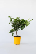 Citronnier ‘Citrus Limon’ Sur Tige – Plante D’Extérieur