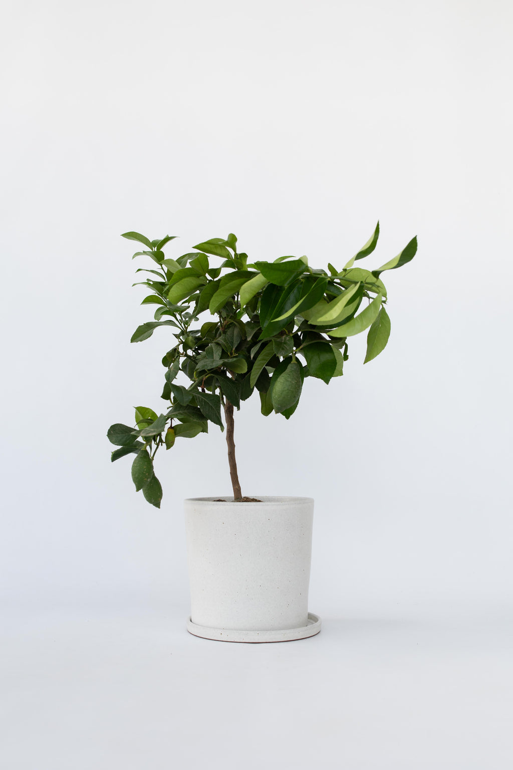 Citronnier ‘Citrus Limon’ Sur Tige – Plante D’Extérieur