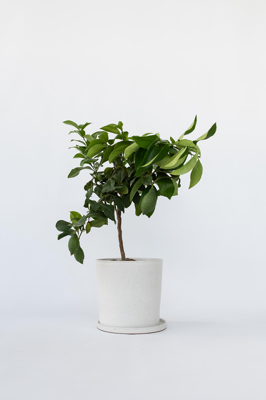 Citronnier 'Citrus Limon' Sur Tige - Plantes D'Intérieur Et D'Extérieur