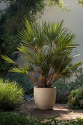 Palmier Nain Européen Xl ‘Chamaerops Humilis’ – Plante D’Extérieur