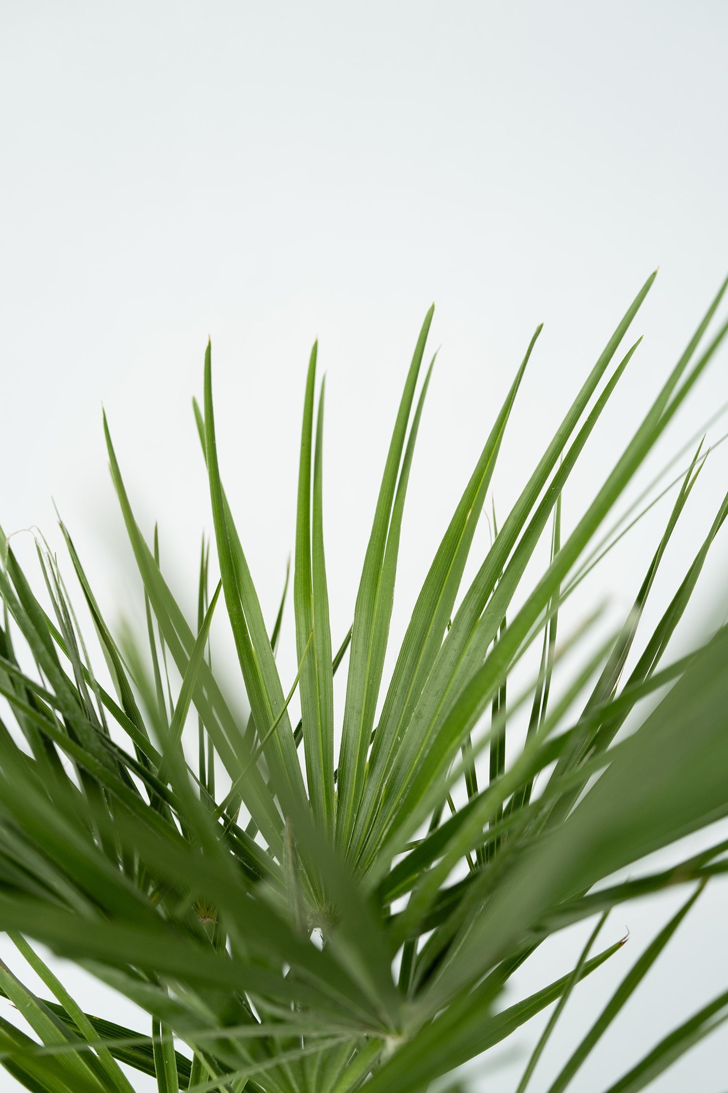 Palmier Nain Européen Xl ‘Chamaerops Humilis’ – Plante D’Extérieur