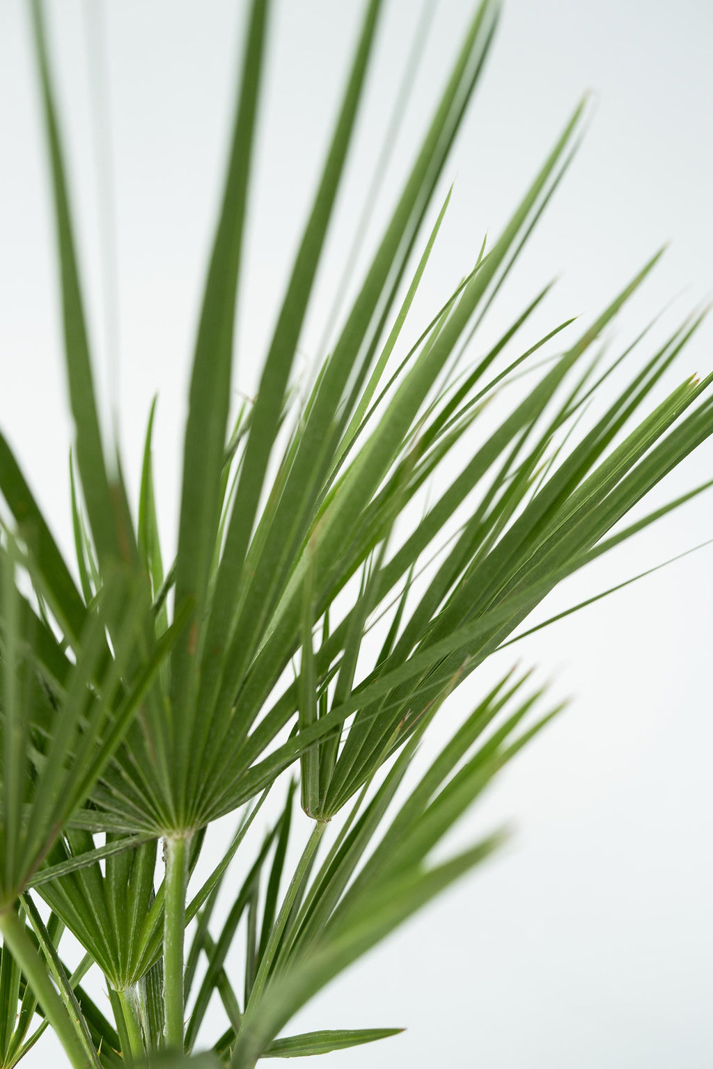 Palmier Nain Européen Xl ‘Chamaerops Humilis’ – Plante D’Extérieur