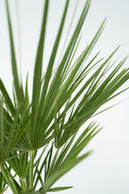 Palmier Nain Européen Xl ‘Chamaerops Humilis’ – Plante D’Extérieur