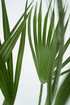 Palmier Nain Européen Xl ‘Chamaerops Humilis’ – Plante D’Extérieur