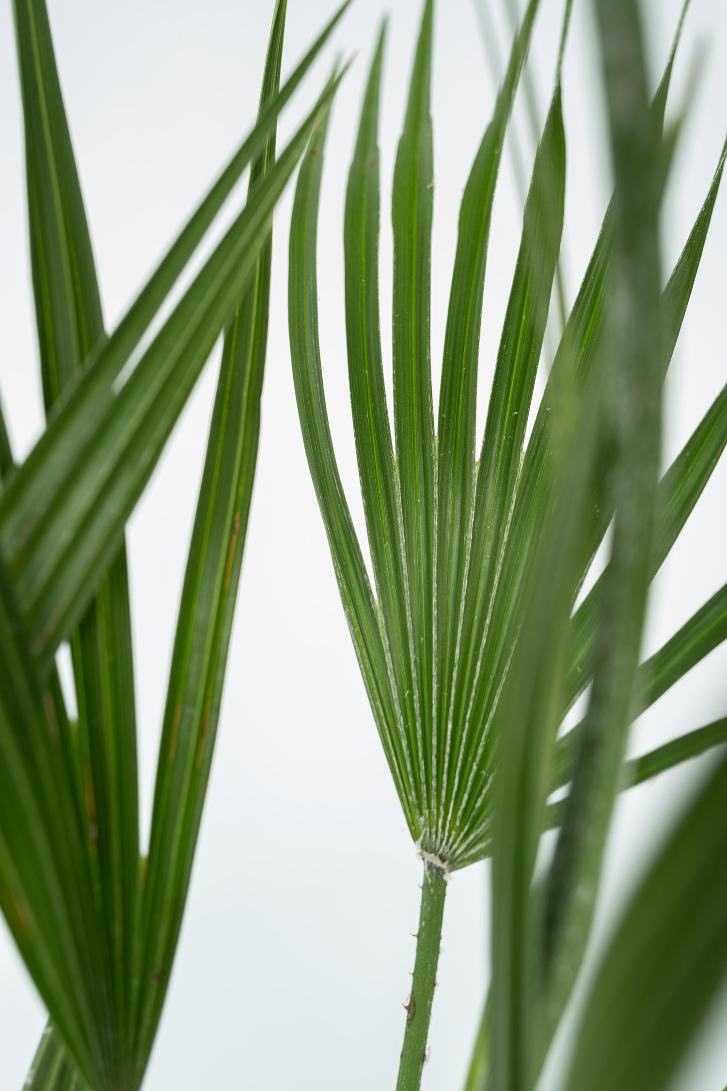 Palmier Nain Européen Xl ‘Chamaerops Humilis’ – Plante D’Extérieur