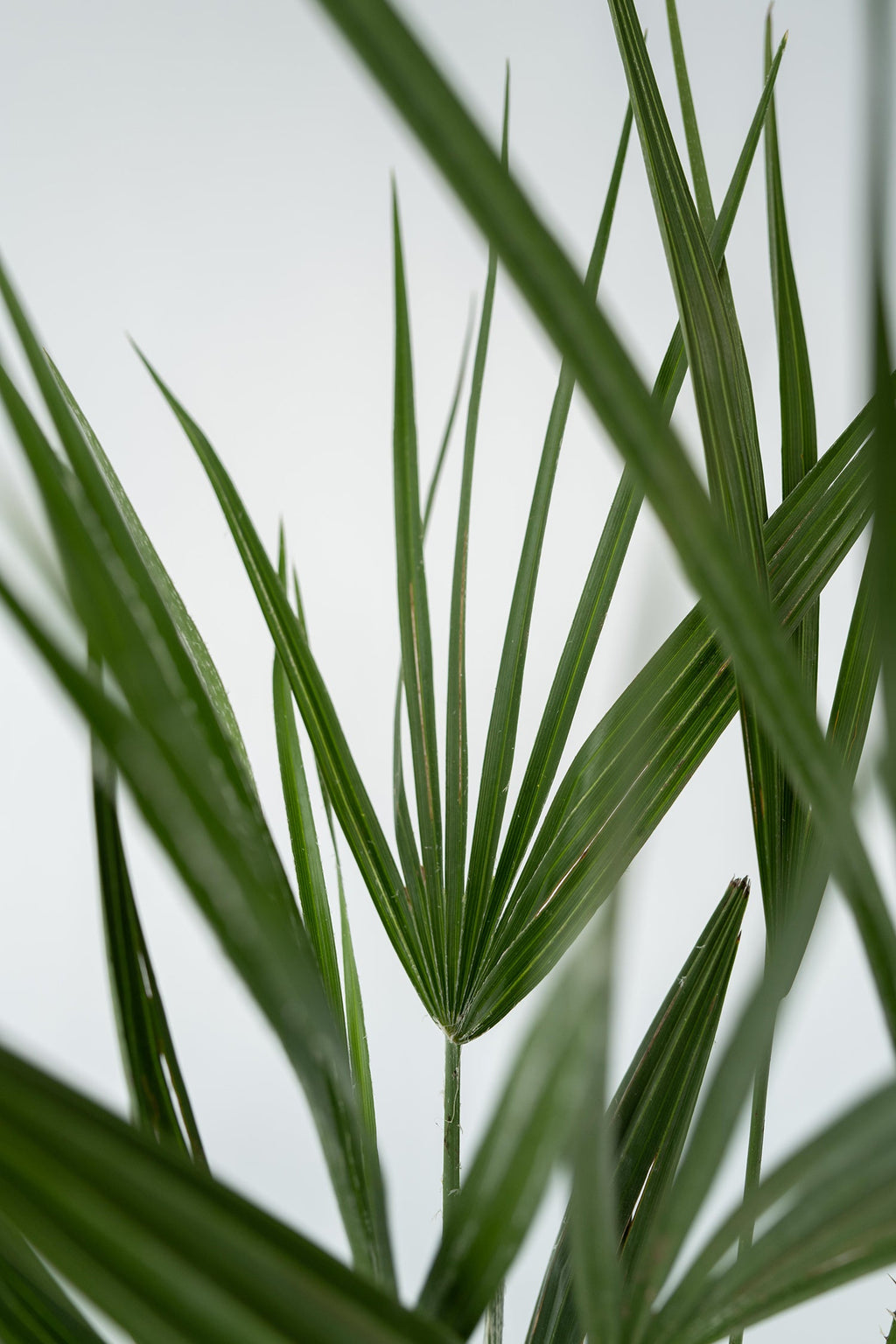 Palmier Nain Européen Xl ‘Chamaerops Humilis’ – Plante D’Extérieur