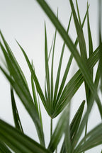 Palmier Nain Européen Xl ‘Chamaerops Humilis’ – Plante D’Extérieur