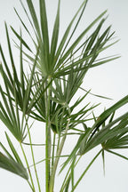 Palmier Nain Européen Xl ‘Chamaerops Humilis’ – Plante D’Extérieur