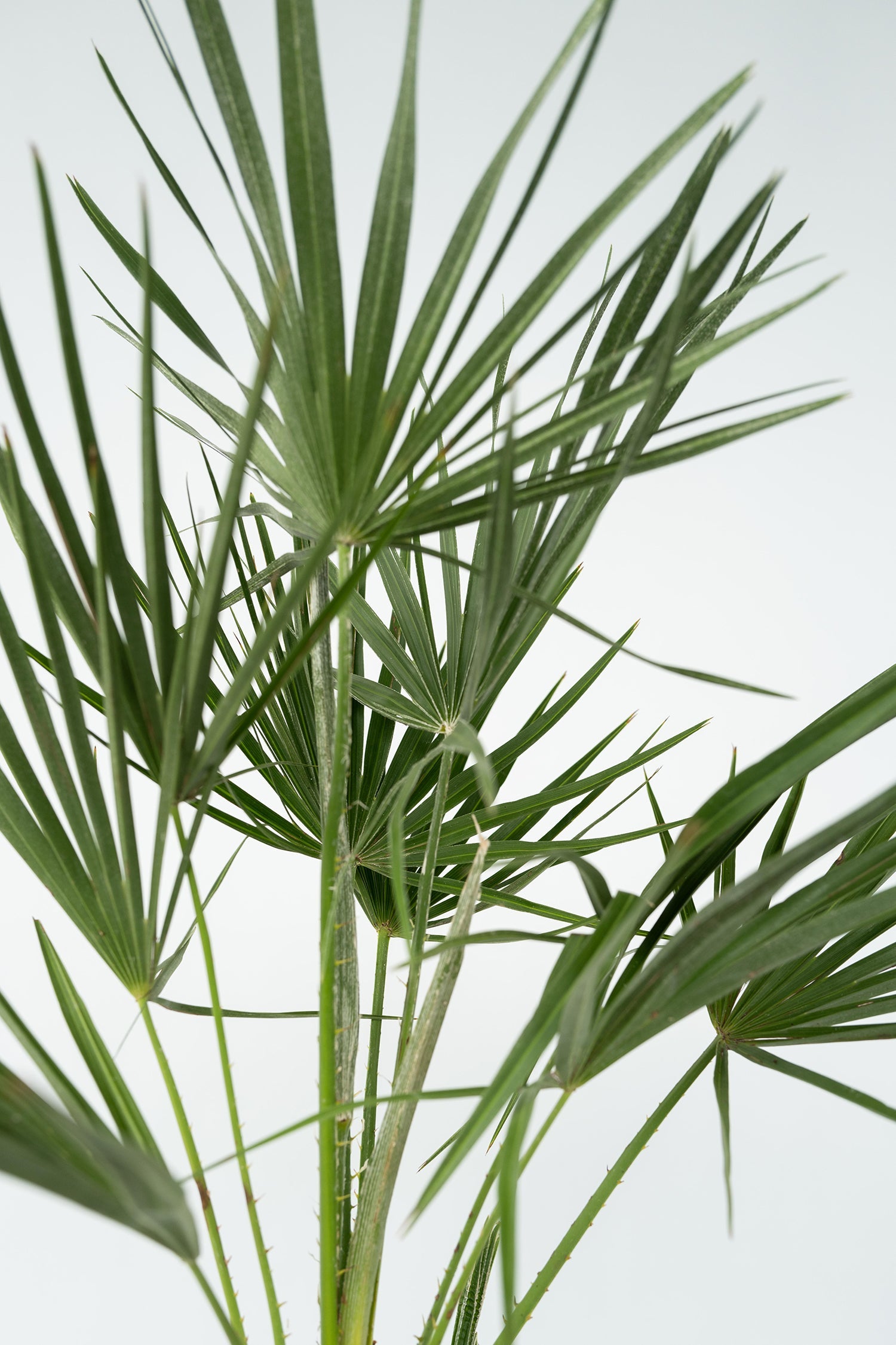 Palmier Nain Européen Xl ‘Chamaerops Humilis’ – Plante D’Extérieur