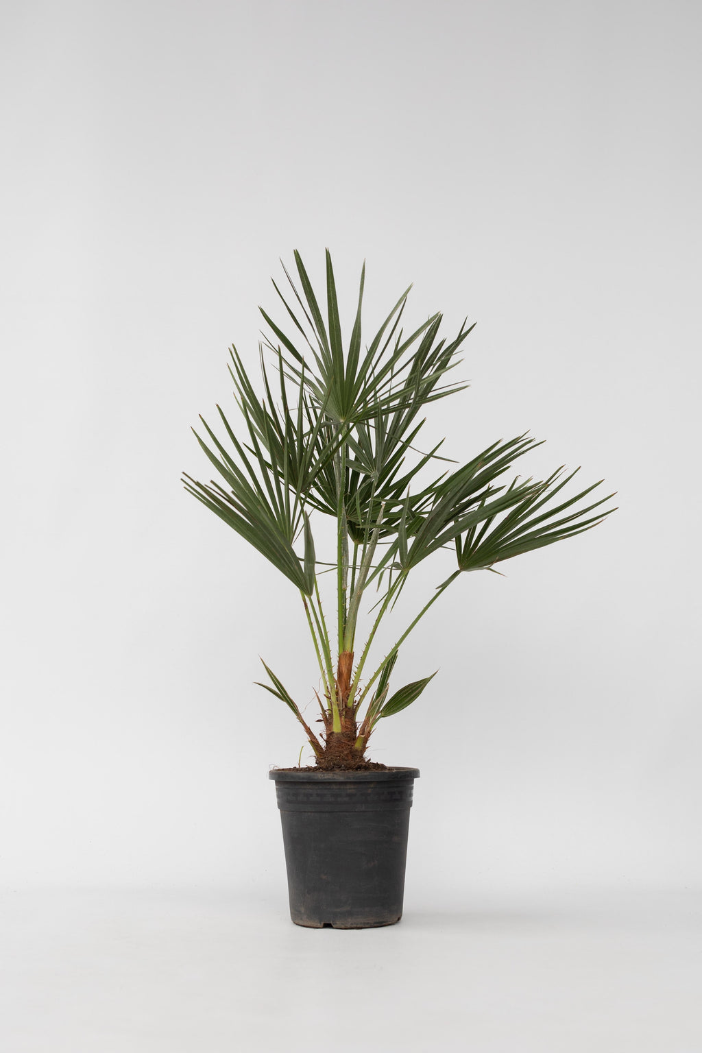 Palmier Nain Européen Xl ‘Chamaerops Humilis’ – Plante D’Extérieur