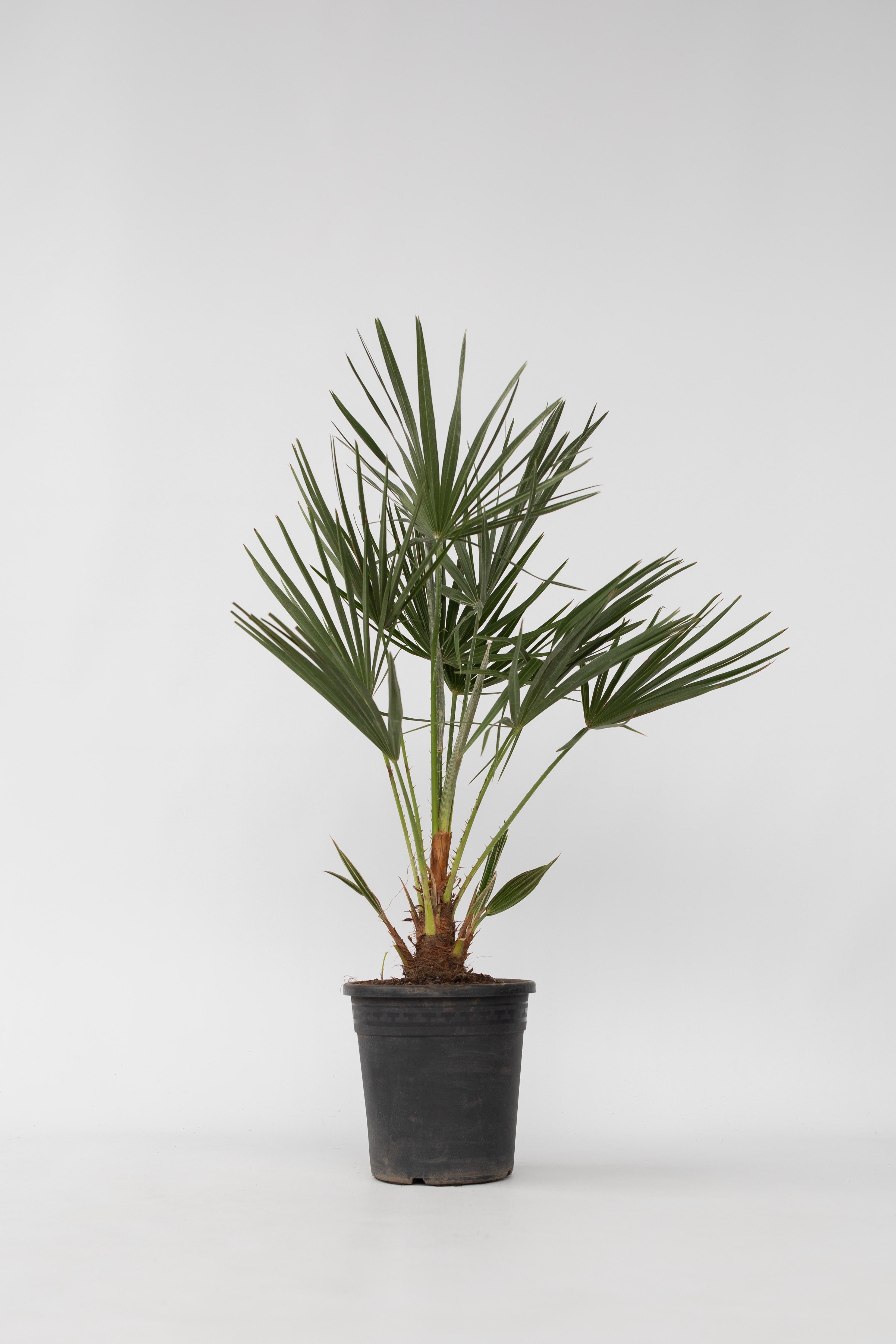 Palmier Nain Européen Xl ‘Chamaerops Humilis’ – Plante D’Extérieur