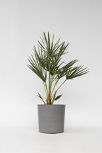Palmier Nain Européen Xl ‘Chamaerops Humilis’ – Plante D’Extérieur
