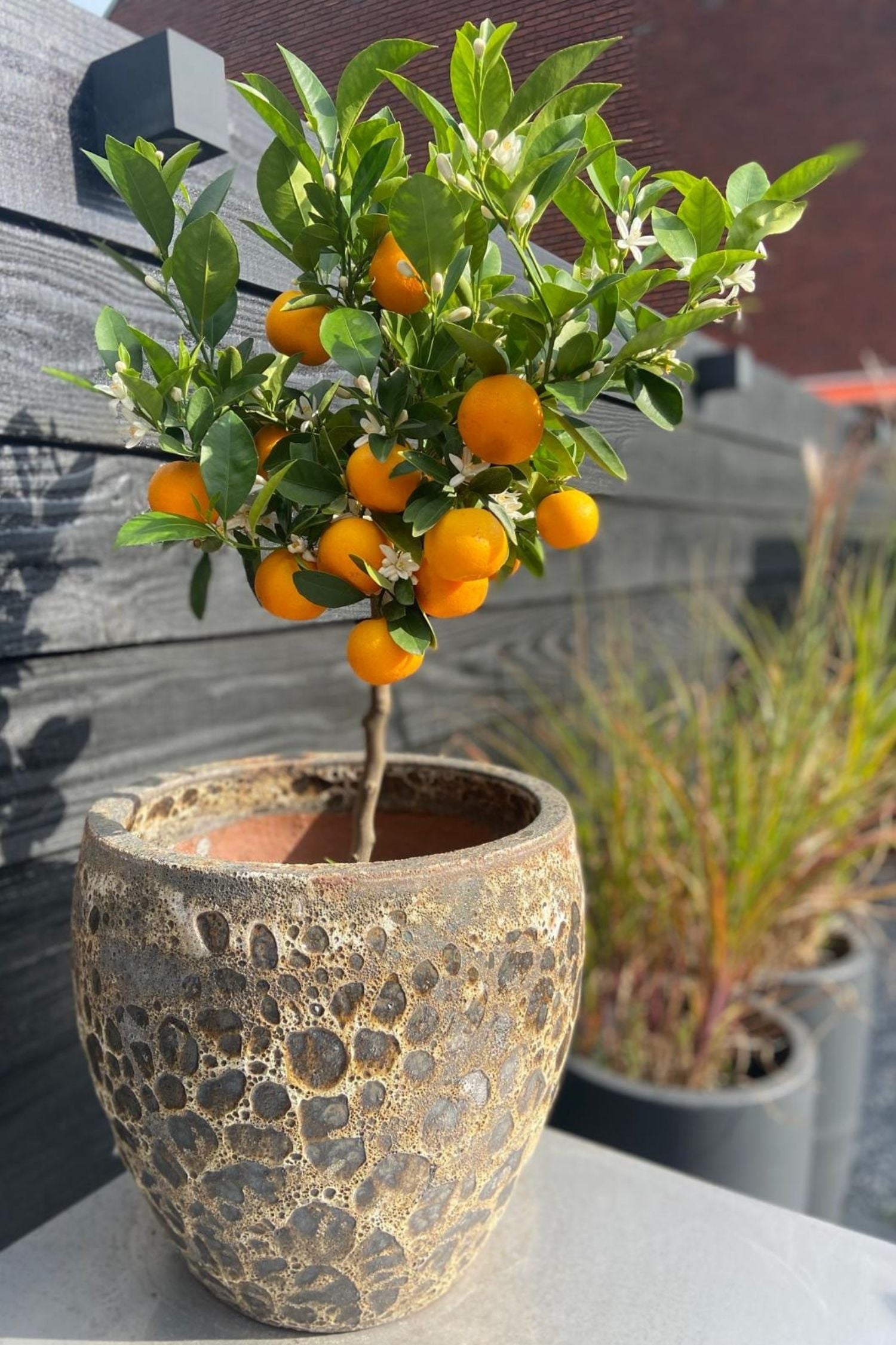Oranger Miniature ‘Citrus Calamondin’ Sur Tige – Plante D’Extérieur