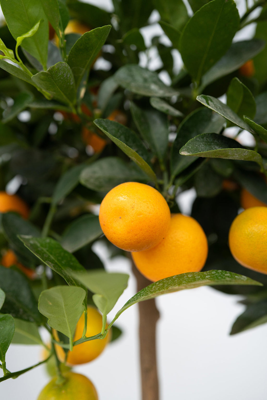 Oranger Miniature ‘Citrus Calamondin’ Sur Tige – Plante D’Extérieur