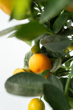 Oranger Miniature ‘Citrus Calamondin’ Sur Tige – Plante D’Extérieur