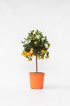 Oranger Miniature ‘Citrus Calamondin’ Sur Tige – Plante D’Extérieur