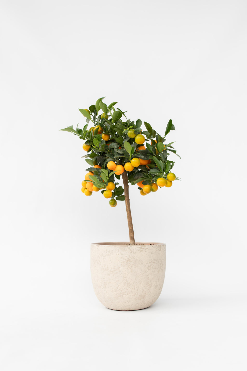 Oranger Miniature ‘Citrus Calamondin’ Sur Tige – Plante D’Extérieur