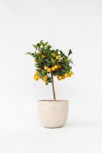 Oranger Miniature ‘Citrus Calamondin’ Sur Tige – Plante D’Extérieur