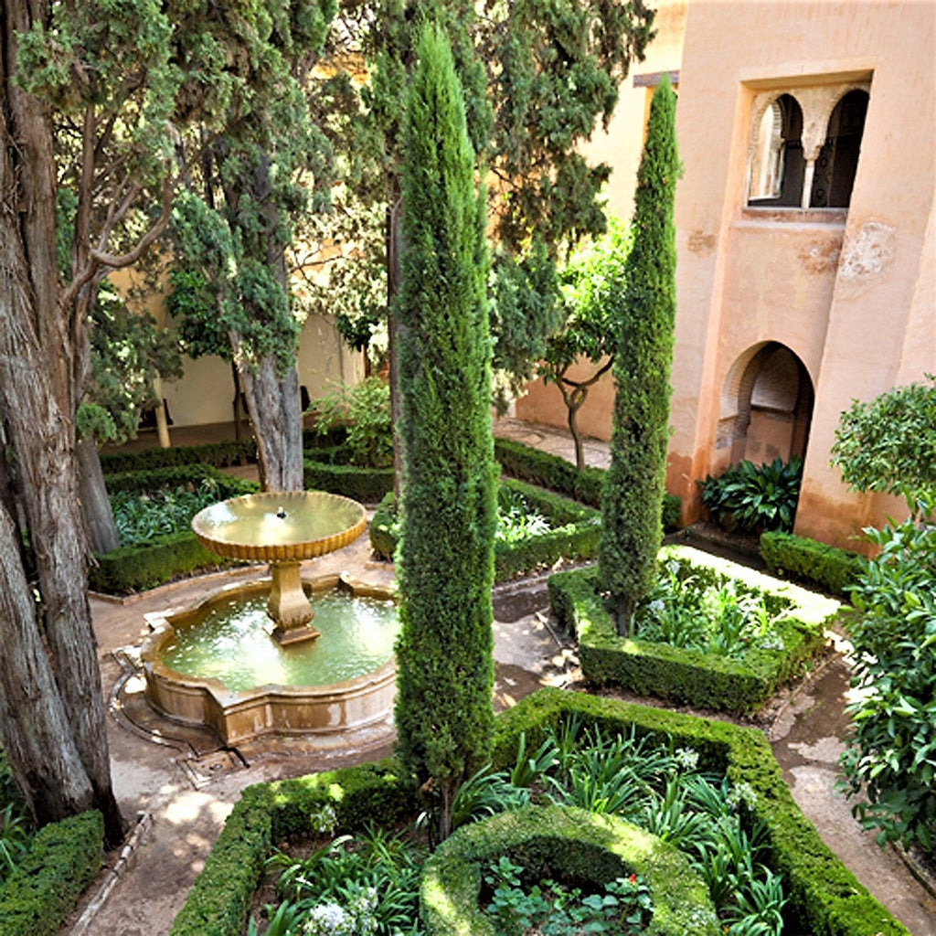 Cyprès De Toscane – Plante D’Extérieur