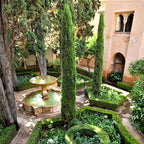 Cyprès De Toscane – Plante D’Extérieur
