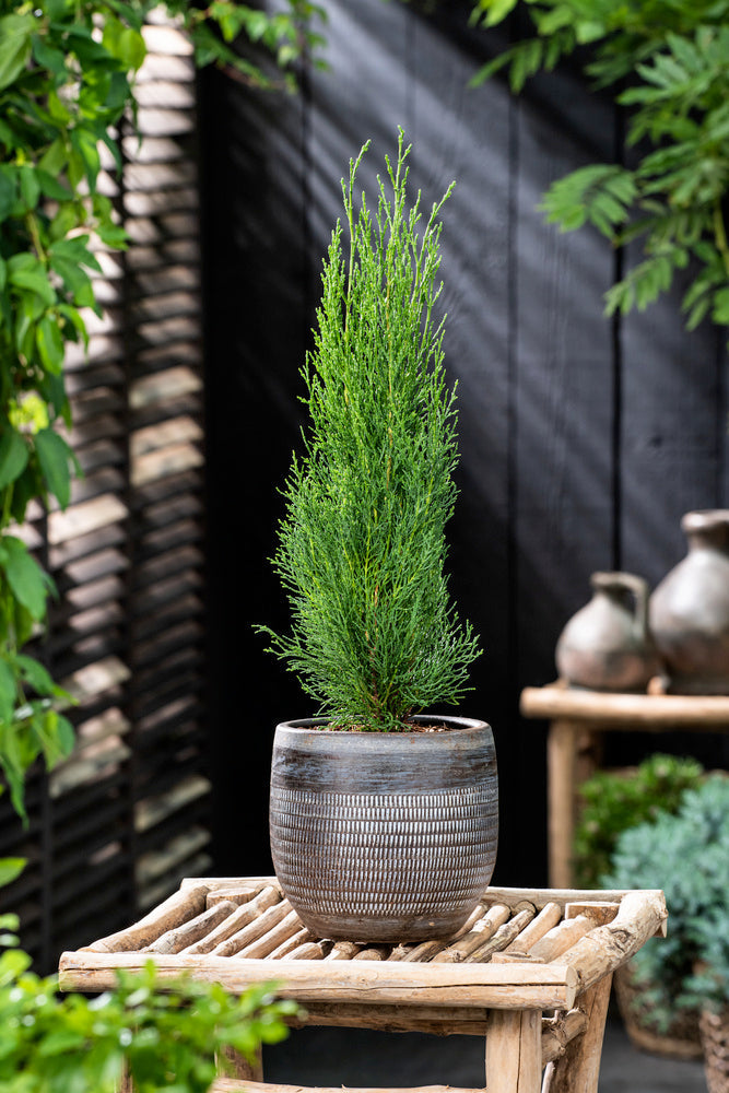 Cyprès De Toscane – Plante D’Extérieur