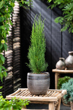 Cyprès De Toscane – Plante D’Extérieur