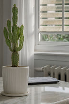 Euphorbia « Cactus Cowboy » – Plante D’Intérieur